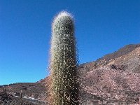 Trichocereus atacamensis ssp. pasacana, Los Cardones, Arg L1020683.jpg